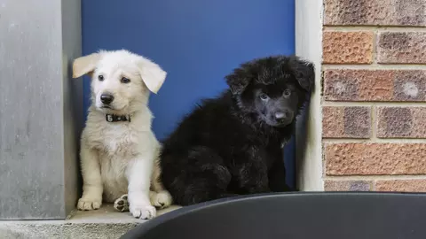 White puppy and black puppy sitting in front of a blue door
